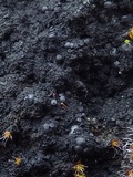 Placynthium nigrum image