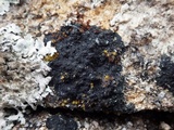 Placynthium nigrum image