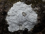 Lecidea fuscoatra image