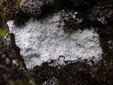 Lecidea fuscoatra image