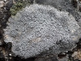 Pertusaria amara f. pulvinata image