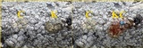 Pertusaria amara f. pulvinata image