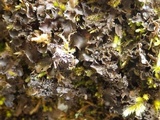 Nephroma tangeriense image