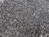 Diploschistes caesioplumbeus image