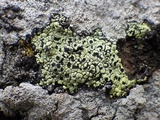 Rhizocarpon lecanorinum image