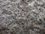 Pertusaria pseudocorallina image