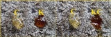 Pertusaria pseudocorallina image