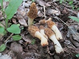 Morchella diminutiva image