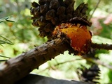Endocronartium harknessii image