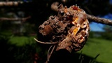 Endocronartium harknessii image