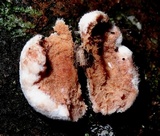 Redeckera fulvum image
