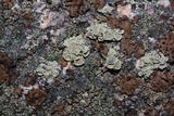 Rhizoplaca melanophthalma image