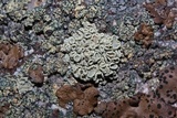 Rhizoplaca melanophthalma image