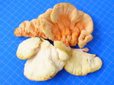 Laetiporus cincinnatus image