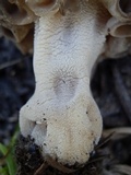 Morchella snyderi image