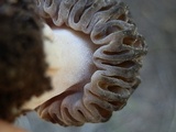Morchella snyderi image