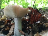 Russula vinacea image