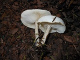 Melanoleuca verrucipes image