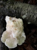 Tyromyces chioneus image