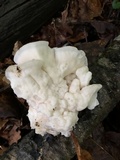 Tyromyces chioneus image