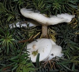 Melanoleuca verrucipes image