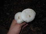 Melanoleuca verrucipes image