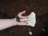 Melanoleuca verrucipes image