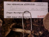 Cortinarius collinitus image