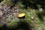 Suillus subaureus image