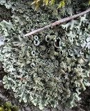 Xanthoparmelia conspersa image