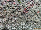 Xanthoparmelia conspersa image