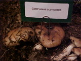 Gomphidius glutinosus image