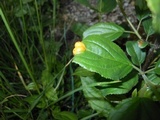 Puccinia coronata image