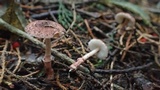 Lepiota castanescens image