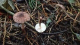 Lepiota castanescens image