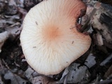 Agrocybe rivulosa image