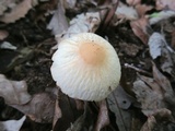 Agrocybe rivulosa image