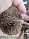 Agrocybe rivulosa image