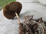 Agrocybe rivulosa image