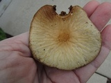Agrocybe rivulosa image