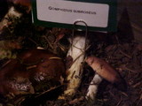 Gomphidius subroseus image