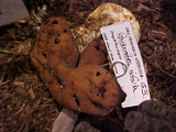 Gyromitra infula image