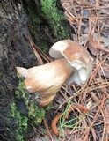 Tylopilus felleus image