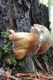 Tylopilus felleus image