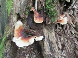 Royoporus badius image
