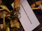 Hygrophoropsis aurantiaca image