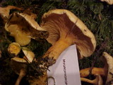Hygrophoropsis aurantiaca image