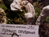 Hypomyces cervinigenus image