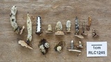 Xylaria kegeliana image