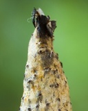 Xylaria kegeliana image